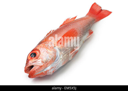 Blackthroat Seaperch, rosige Seebarsch, Nodoguro, Akamutsu, japanische erstklassigen Fisch Stockfoto