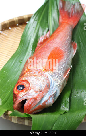 Blackthroat Seaperch, rosige Seebarsch, Nodoguro, Akamutsu, japanische erstklassigen Fisch Stockfoto