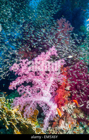 Weichkorallen (Dendronephthya sp) mit einer Schule von Pygmäen-Kehrmaschinen (beginnt aus) im Hintergrund.  Ägypten, Rotes Meer. Stockfoto