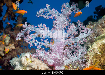 Weichkorallen (Dendronephthya sp) zeigt Knochensplitter oder Sklerite eingebettet.  Ägypten, Rotes Meer. Stockfoto