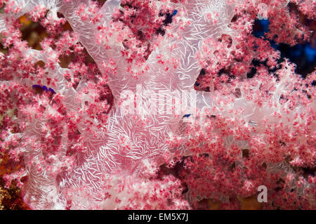 Weichkorallen (Dendronephthya sp) zeigt Sklerite.  Ägypten, Rotes Meer. Stockfoto