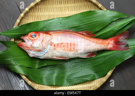 Blackthroat Seaperch, rosige Seebarsch, Nodoguro, Akamutsu, japanische erstklassigen Fisch Stockfoto