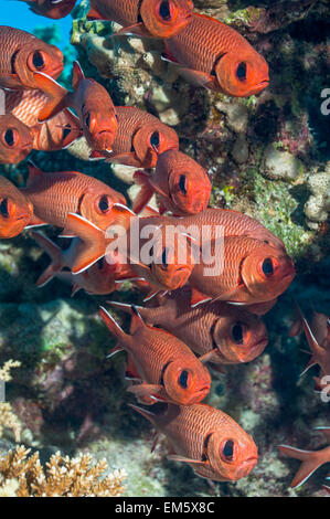 Roten Soldatenfische (Myripristis Murdjan).  Ägypten, Rotes Meer. Stockfoto