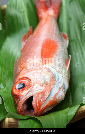 Blackthroat Seaperch, rosige Seebarsch, Nodoguro, Akamutsu, japanische erstklassigen Fisch Stockfoto