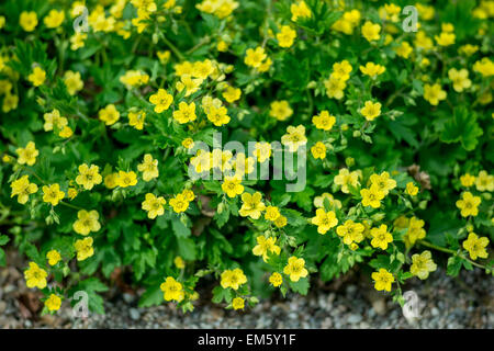 Frühlingsblumen Blättern Geoides gelben und grünen Blättern Stockfoto