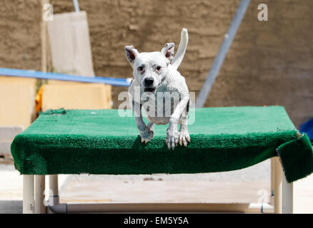 Hund Weg von einem Dock in den Pool springen Stockfoto