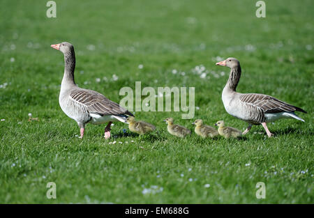 München, Deutschland. 15. April 2015. Eine Familie von Gänsen durchqueren eine Liegewiese im Englischen Garten (englischer Garten) in München, Deutschland, 15. April 2015. Foto: Andreas Gebert/Dpa/Alamy Live-Nachrichten Stockfoto