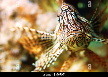 Roten Rotfeuerfisch (Pterois Volitans) Stockfoto