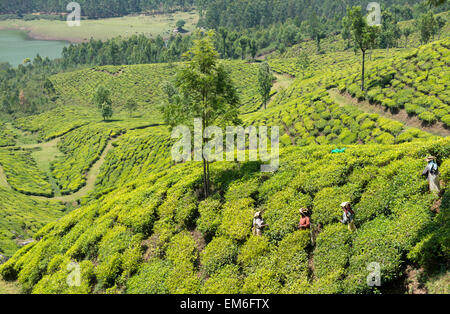 Teepflückerinnen bei der Arbeit auf einer Plantage in den Hügeln von Munnar, Indien Stockfoto