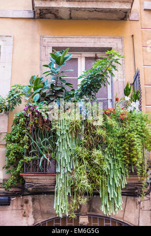 Viele Topfblumen auf einem Balkon auf den Straßen der Altstadt von Barcelona, Katalonien, Spanien Stockfoto