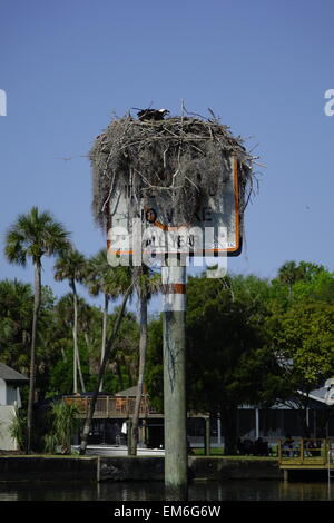 Juvenile Fischadler im Nest gebaut auf einem Schild 'kein Wake' im Homosassa River Stockfoto