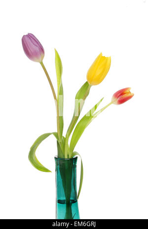 Violette, gelbe und rote Tulpen in einer Glasvase grün Stockfoto