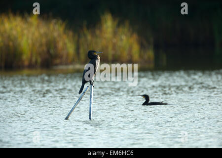Zwei Kormorane. Stockfoto