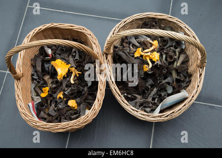 Ein Korb mit Pfifferlingen und Füllhorn Stockfoto