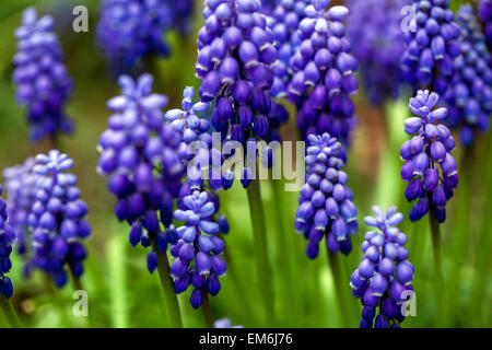 Muscari armeniacum Traube Hyazinthe blau aprilblüten Stockfoto