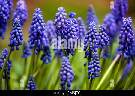 Muscari armeniacum Blaue Traubenhyazinthen Gruppe Stockfoto