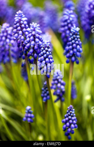 Muscari armeniacum Traubenhyazinthen blaue Schönheit, Charme im Garten Stockfoto