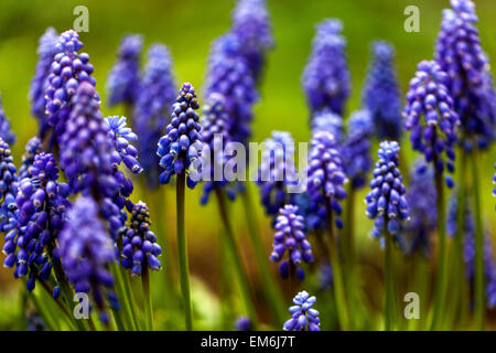 Muscari armeniacum Traubenhyazinthen Klumpen im Garten Stockfoto