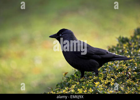 RS 4817. Dohle (Corvus Monedula), Kent, England Stockfoto