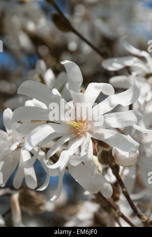 Ein Prachtexemplar von Magnolia Stellata, wächst im Arboretum in Langley Park, Buckinghamshire Stockfoto