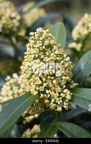 Skimmia Confusa "Kew Green". Stockfoto