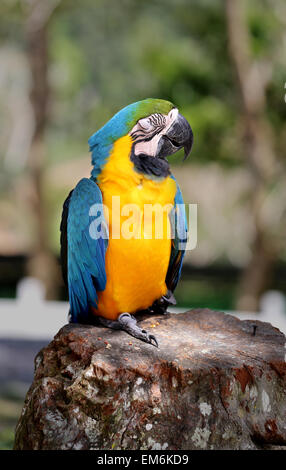 Hellen Foto von einem großen Blau-Ara-Papagei im park Stockfoto