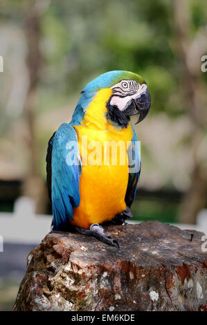 Hellen Foto von einem großen Blau-Ara-Papagei im park Stockfoto