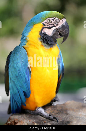 Hellen Foto von einem großen Blau-Ara-Papagei im park Stockfoto