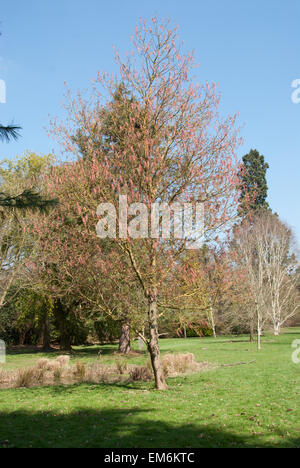 Acer Negundo, die Box Elder oder Asche blätterte Ahorn Stockfoto