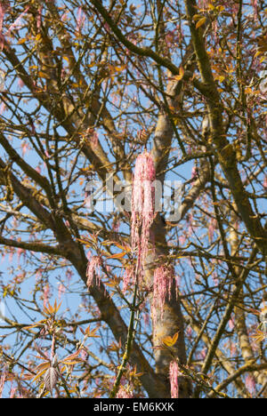 Acer Negundo, die Box Elder oder Asche blätterte Ahorn Stockfoto