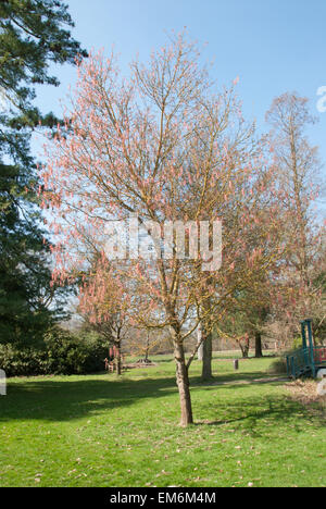 Acer Negundo, die Box Elder oder Asche blätterte Ahorn Stockfoto