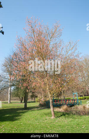 Acer Negundo, die Box Elder oder Asche blätterte Ahorn Stockfoto