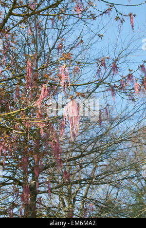 Die Anhänger Rispen rosa getönten Blüten der Acer Negundo, die Box Elder oder Asche Blatt Ahorn Stockfoto