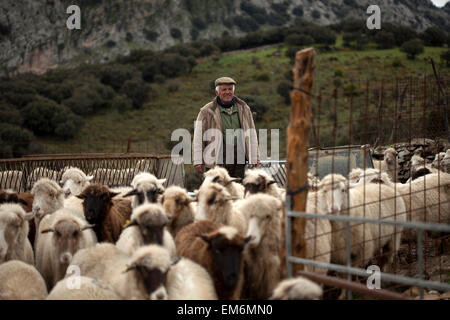 Ein Hirte geht in eine Wiese mit einer Schafherde in Villaluenga del Rosario, in der Sierra de Grazalema National Park, Provinz Cadiz, Andalusien, Spanien Stockfoto