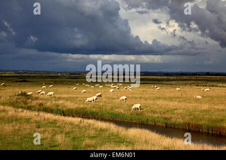 RS 4859. Schafe auf der Romney Marsh, Kent, England Stockfoto