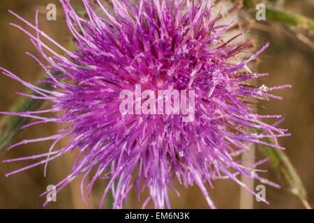 Makro-Ansicht einer Distel Blume Stockfoto