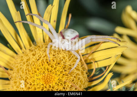 Krabbenspinne auf gelbe Blume Makro Stockfoto