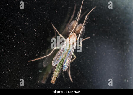 Chironomidae Midge Makro Stockfoto