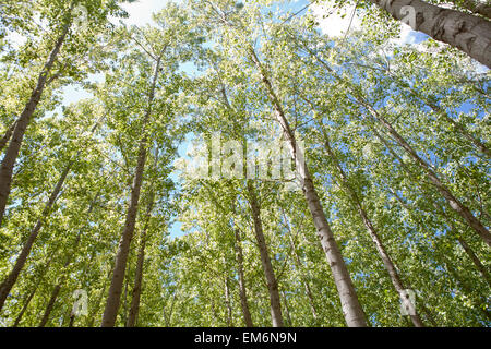 Jungen Pappel-Wald auf Frühling, Valdelacalzada, Spanien. Niedrigen Winkel Ansicht Stockfoto