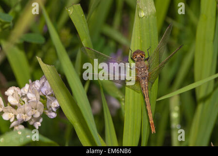 Juvenile White-faced Meadowhawk Libelle, Sympetrum Obtrusum thront auf taufrischen Rasen, Wagner Moor Naturschutzgebiet Stockfoto