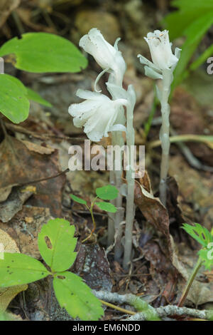 Indian-Rohr, Monotropa Uniflora, eine saprophytischen Pflanze wächst auf den Wald Boden, Herrlichkeit Hills Naturraum, Alberta Stockfoto