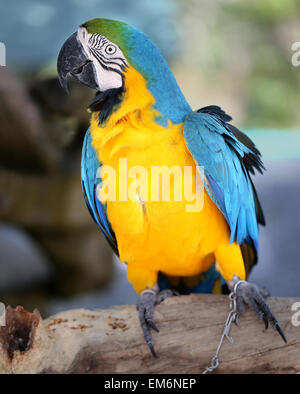 Hellen Foto von einem großen Blau-Ara-Papagei im park Stockfoto