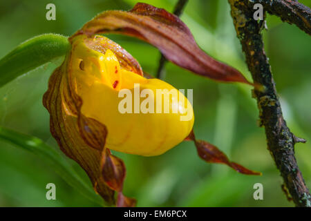 Nahaufnahme von eine gelbe Dame Slipper Orchidee, Cypripedium Calceolus, wächst in einem Waldgebiet in Wagner Bog natürlichen Bereich, Alberta Stockfoto