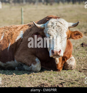 Porträt der Kuh auf der Wiese liegend Stockfoto