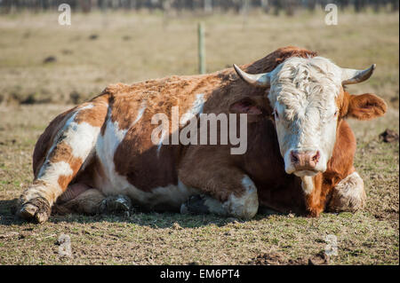 Porträt der Kuh auf der Wiese liegend Stockfoto