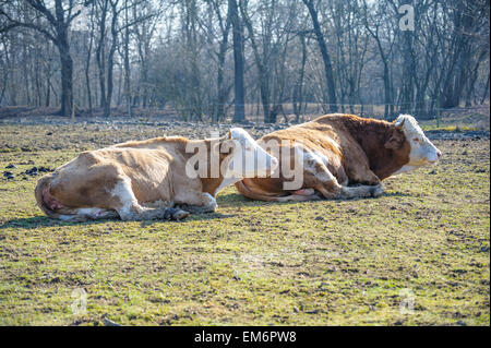 Zwei Kühe in der Sonne liegen, auf der Wiese Stockfoto