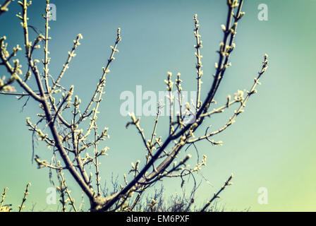 Frühling blühenden Baum und blauer Himmel, Vintage-Farben Stockfoto