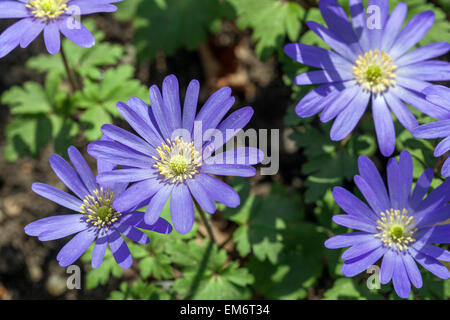 Anemone Blanda Blume. Winter-Windflower Blüte Stockfoto