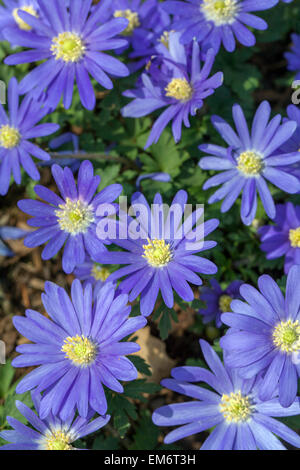 Anemone Blanda Winter Windblume Anemone Blanda 'Blue Star' Blumen im Frühjahrsgarten Stockfoto