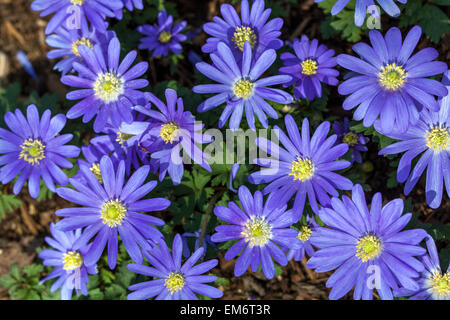 Anemone Blanda Blumen. Winter Windblume Anemone Blanda „Blue Star“ Stockfoto